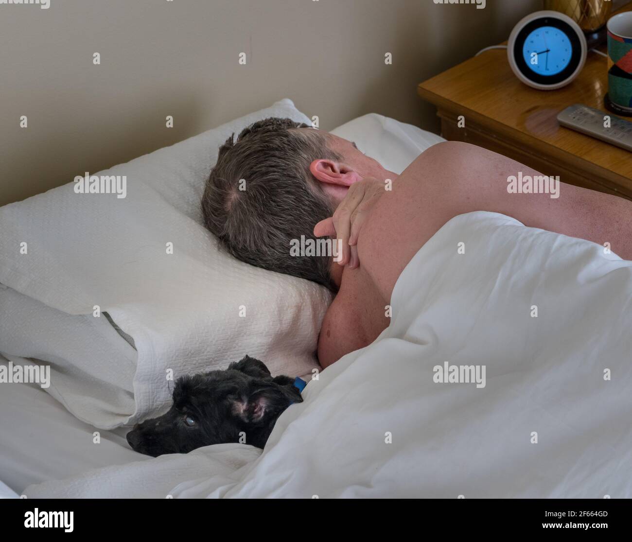 Senior retired man asleep in bed but annoyed with his terrier dog. Could be used as illustration of importance of pets to older people Stock Photo