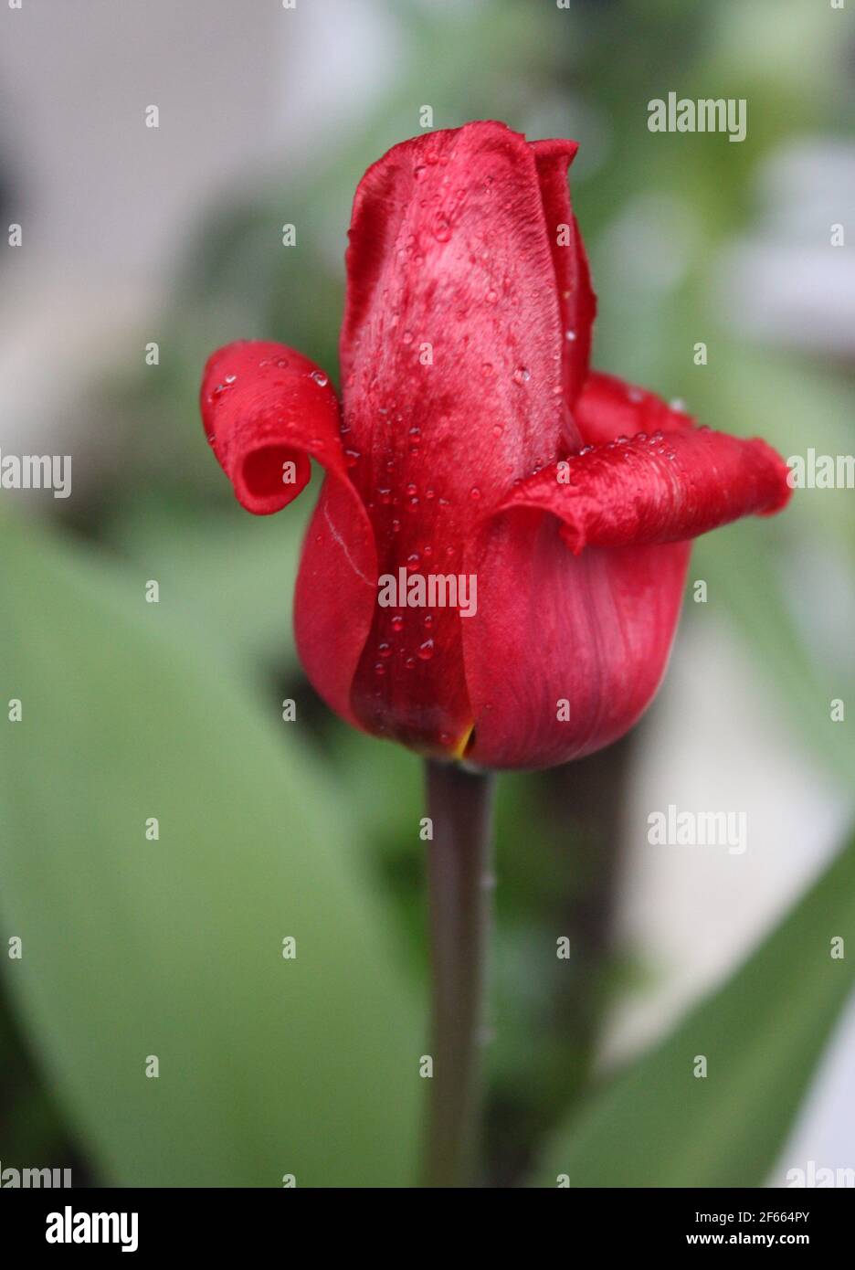 Close up red velvet tulip.Dew drops resting on red tulip petals. Velvet red tulip petals. Beautiful colourful spring flowers. Love spring, love nature. Stock Photo
