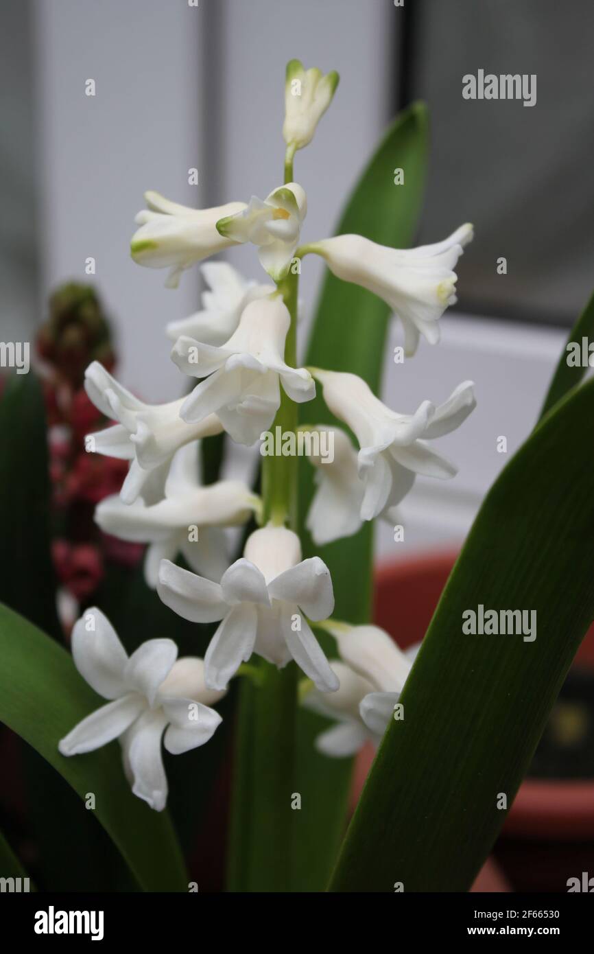 Beautiful white Hyacinths captured on a patio. Spring flowers, white