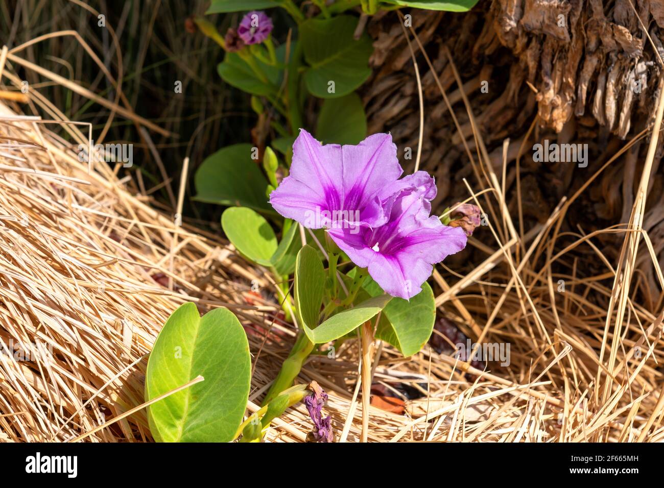 Beautiful single pink flower of goat's foot creeper on tropical beach Stock Photo