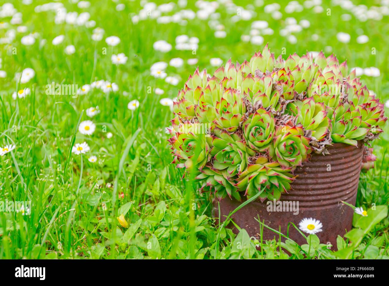 Succulent, Houseleek or Crassulaceae plant is growing in rusty metal can on a meadow with white Daisy flowers. Stock Photo