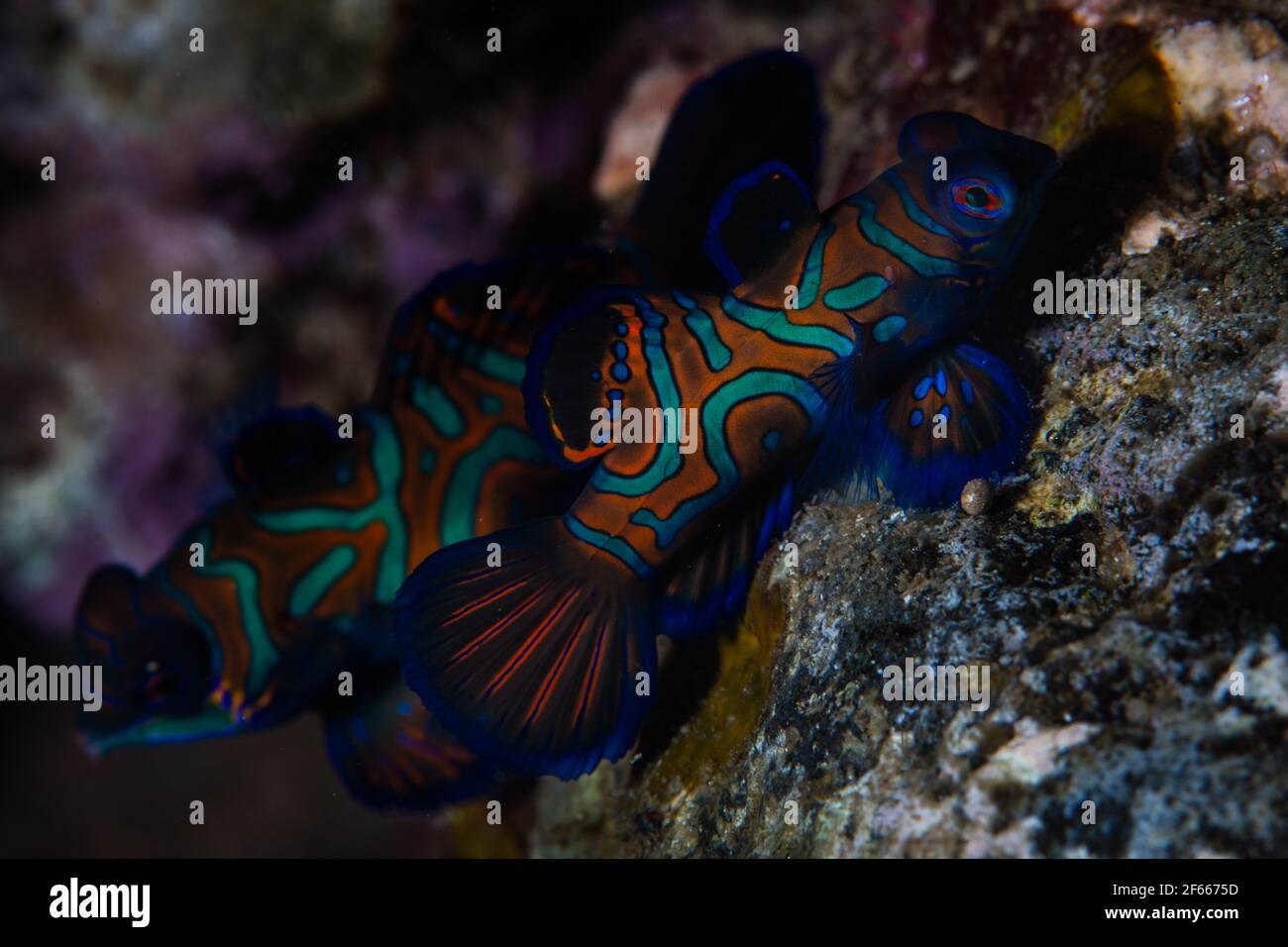 Mandarinfish, Pterosynchiropus splendidus, swim over a rubble seafloor in Indonesia. These beautiful fish are native to the Coral Triangle region. Stock Photo