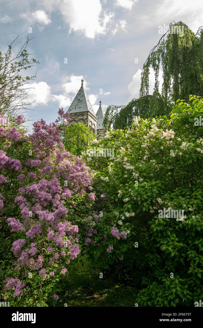 The towers of Lund Cathedral, Lund, Sweden, seen behind a profusion of leaves and blossom in spring. Stock Photo