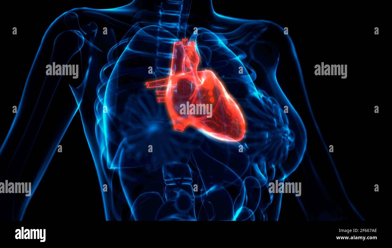 heart pain xray view, cg medical 3d illustration Stock Photo
