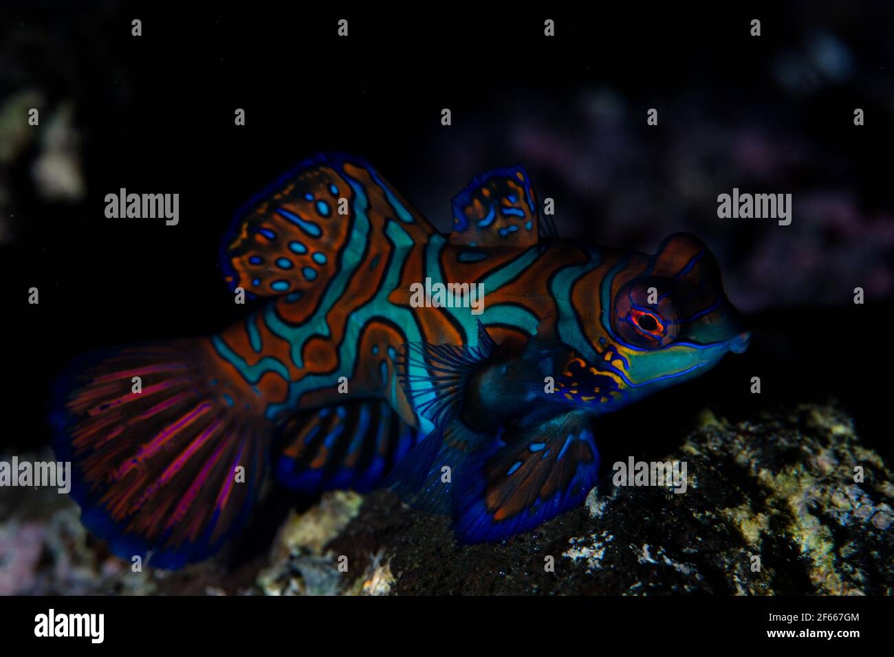 A Mandarinfish, Pterosynchiropus splendidus, swims over a rubble seafloor in Indonesia. These beautiful fish are native to the Coral Triangle region. Stock Photo