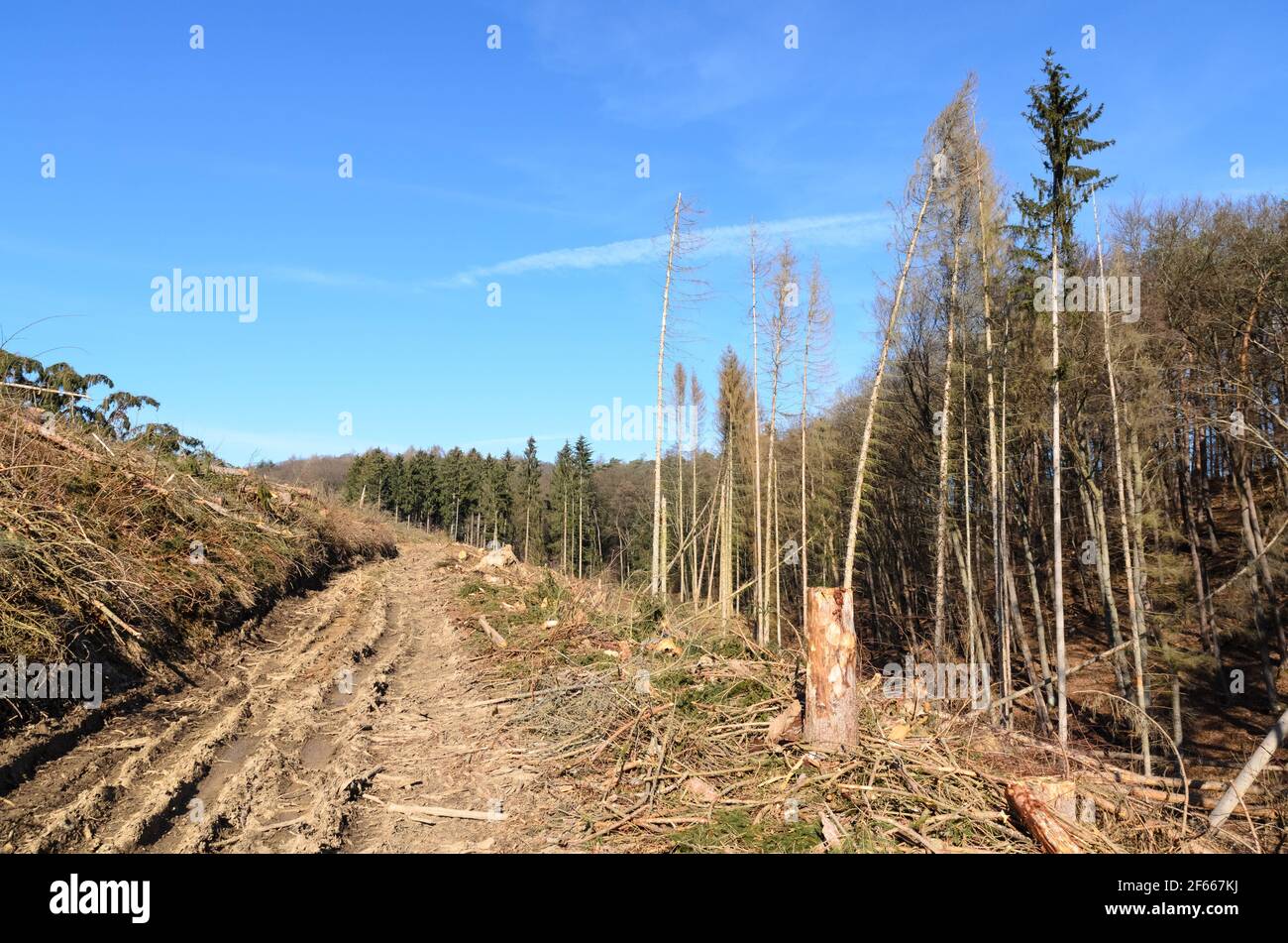 Logging path hi-res stock photography and images - Alamy