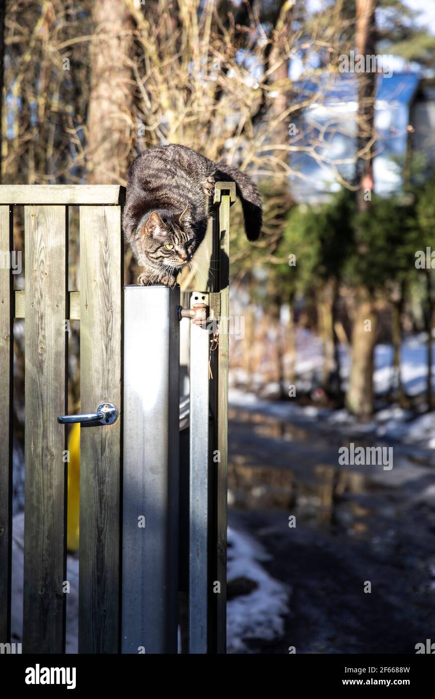 fluffy cat on top of a garden fence Stock Photo - Alamy