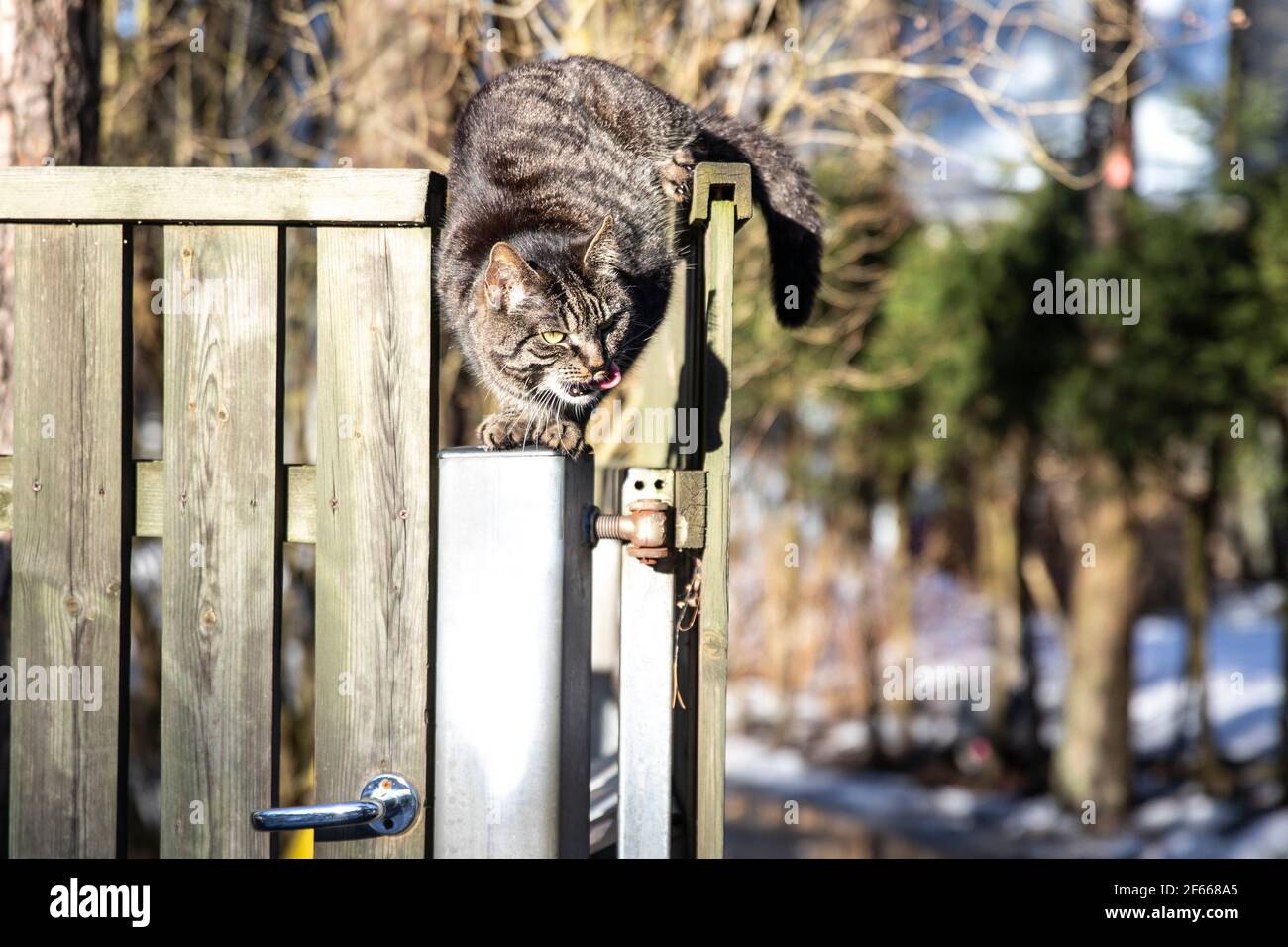 fluffy cat on top of a garden fence Stock Photo - Alamy