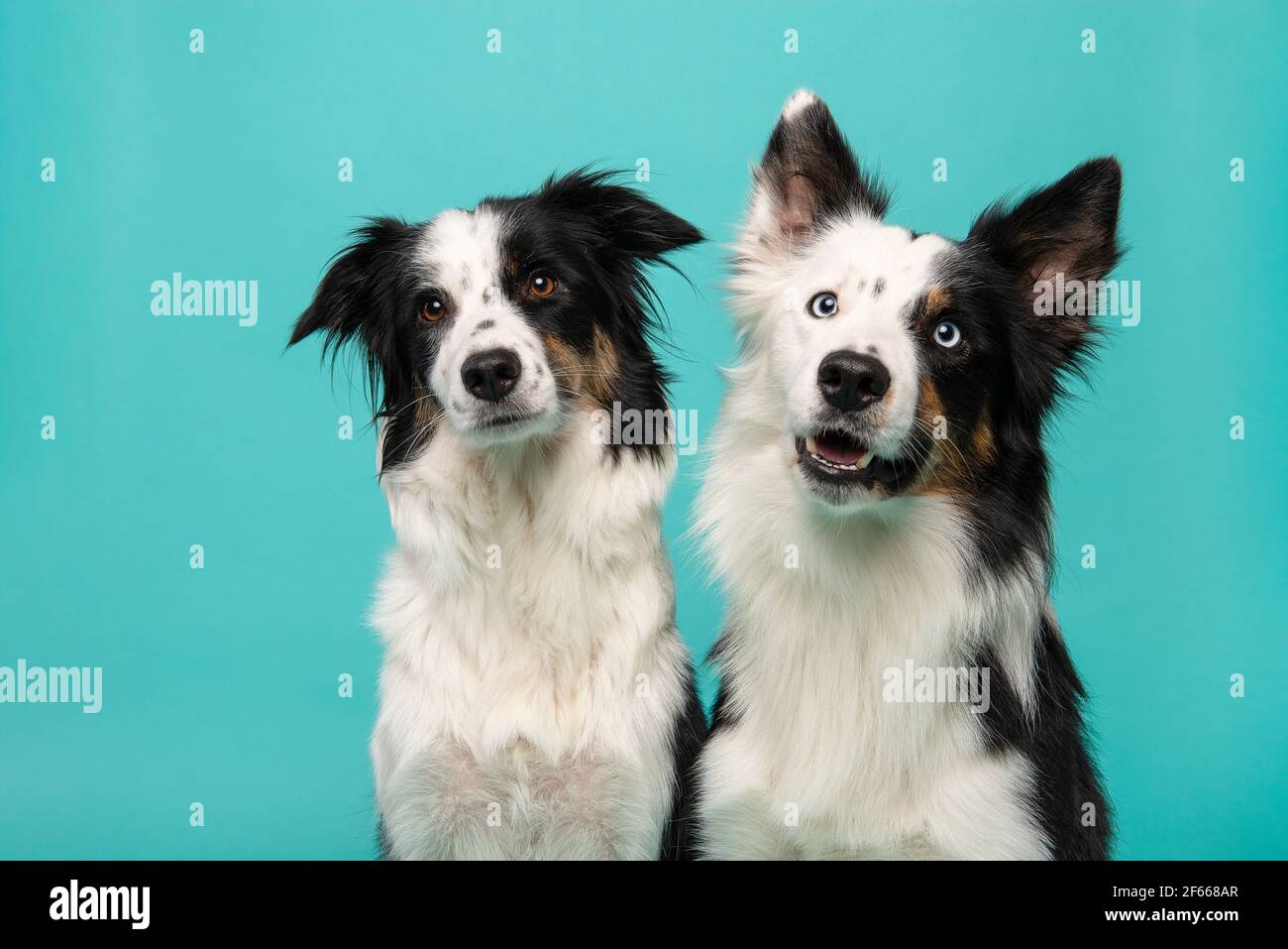 Portrait of two border collie dogs on a turquoise blue background Stock Photo