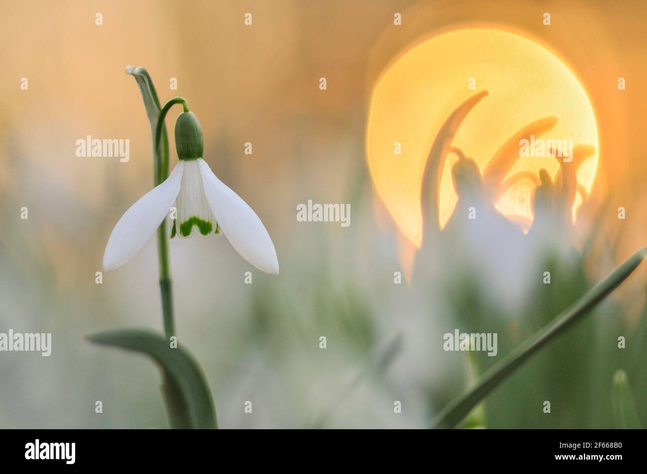 Group of blooming snowdrops in pastel colors with the sun rising in the background Stock Photo