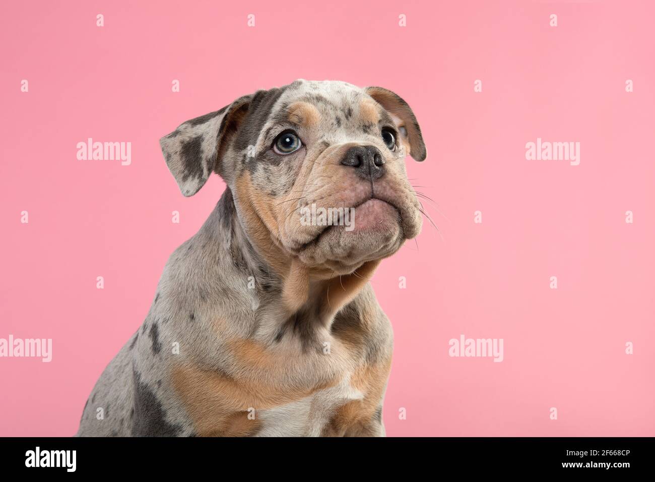 Portrait of a cute old english bulldog puppy looking up on a pink background Stock Photo