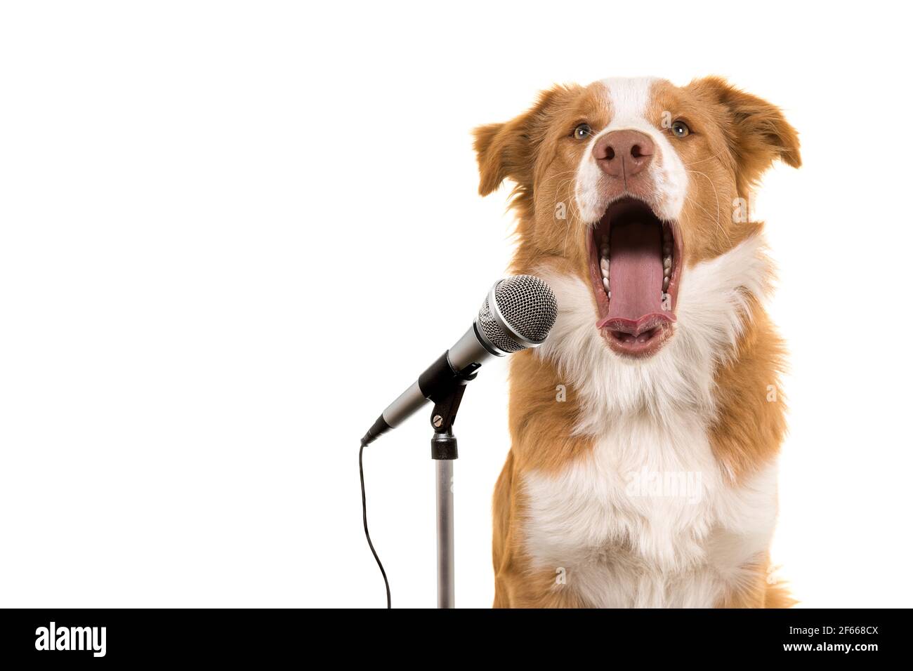 Portrait of a border collie dog singing in front a microphone Stock Photo