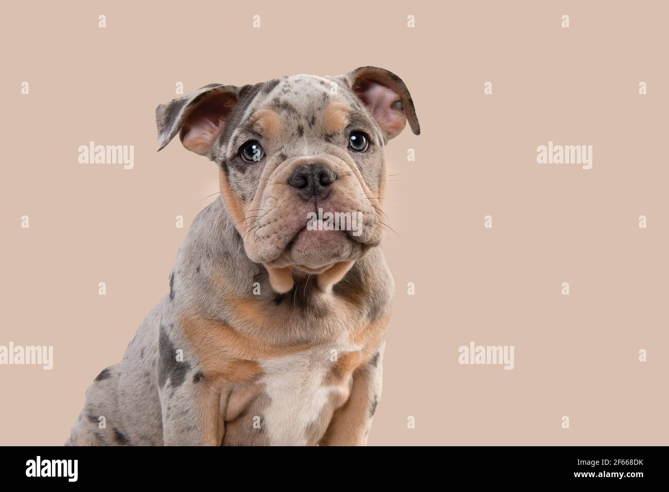 Portrait of a cute old english bulldog puppy looking at the camera on a cream white background Stock Photo