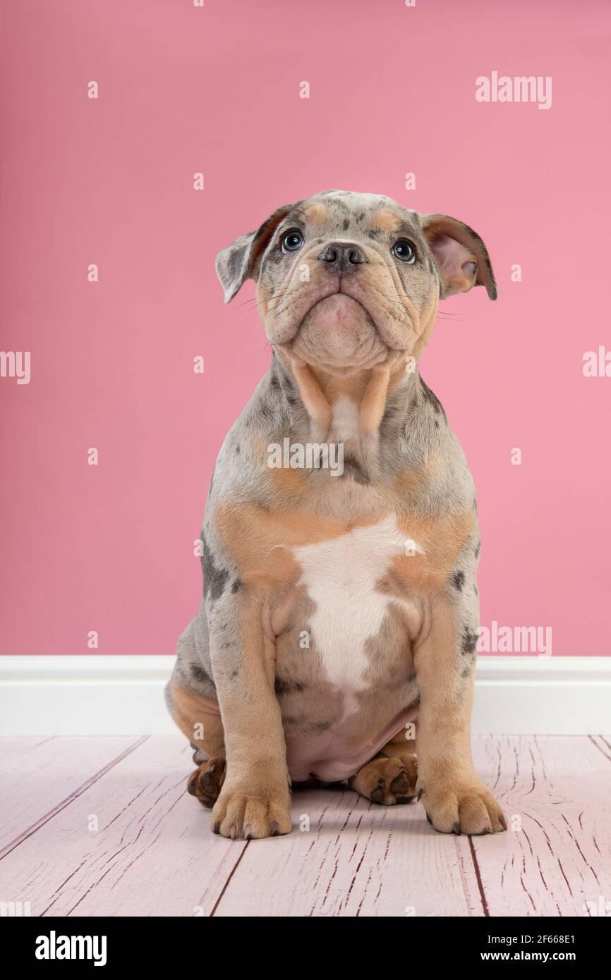 Cute old english bulldog puppy sitting looking up  on a pink background Stock Photo