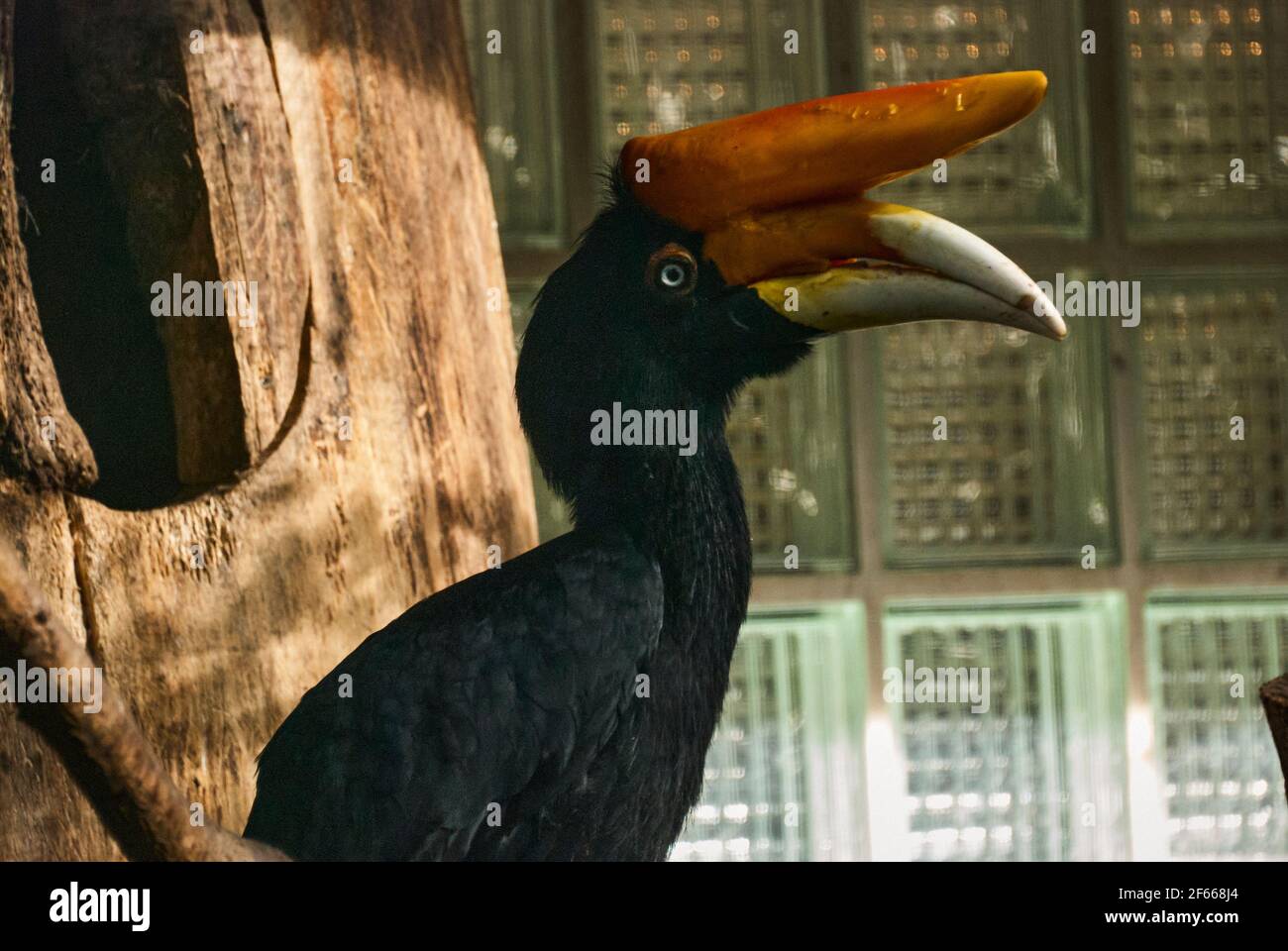 The rhinoceros hornbill, Buceros rhinoceros, is a large species of forest hornbill, Bucerotidae, and can be found in tropical and subtropical climates Stock Photo