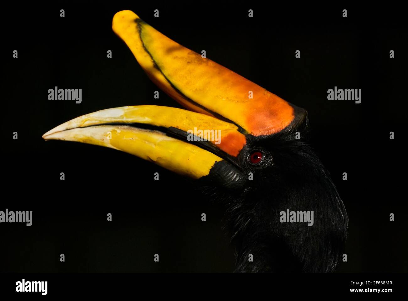 The rhinoceros hornbill, Buceros rhinoceros, is a large species of forest hornbill, Bucerotidae, and can be found in tropical and subtropical climates Stock Photo