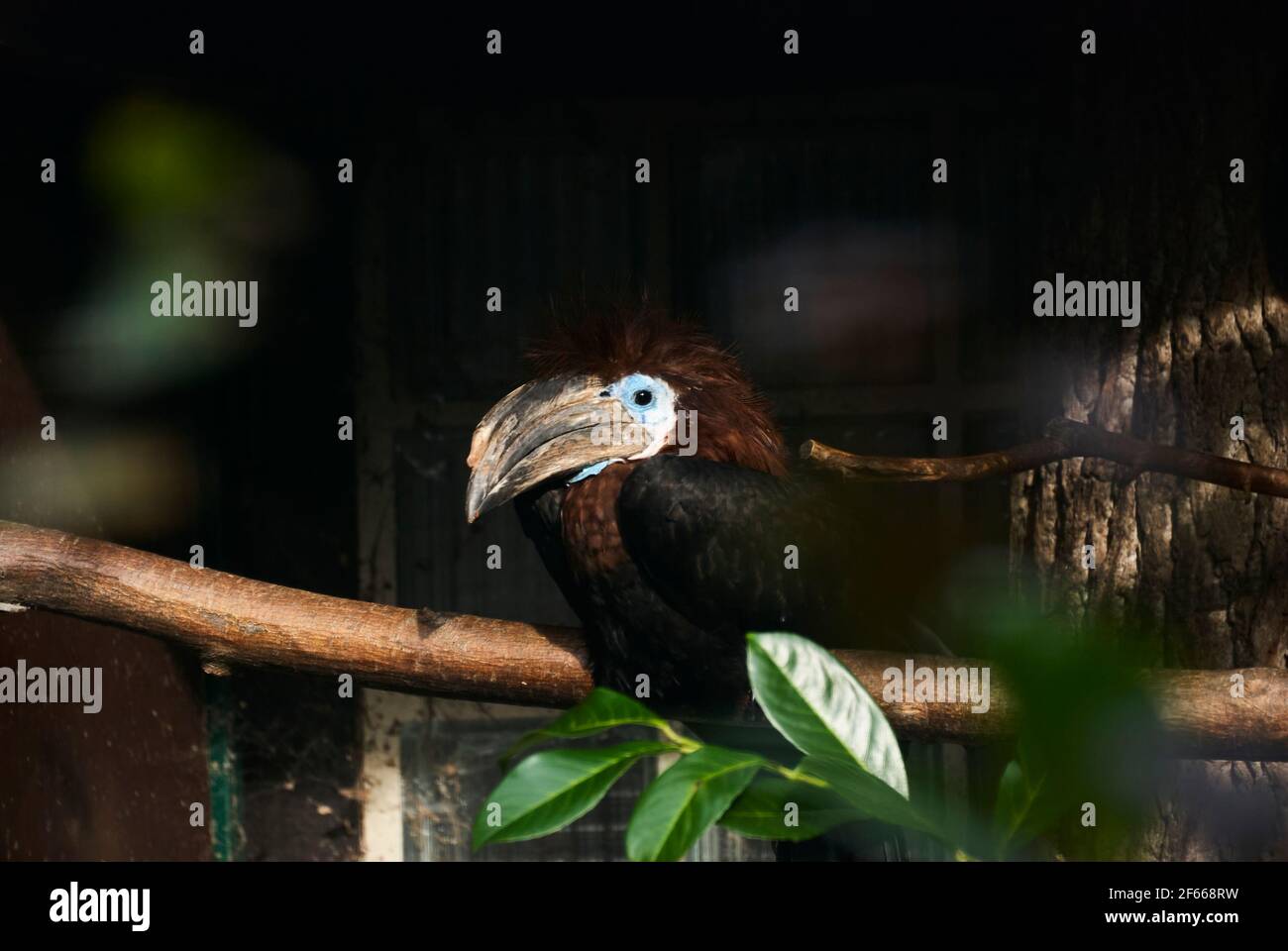 The black casqued hornbill, Ceratogymna atrata, also black casqued wattled hornbill, is a species of hornbill in the family Bucerotidae ans can be fou Stock Photo