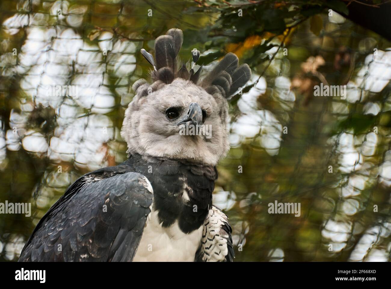 The harpy eagle, Harpia harpyja is also called the American harpy eagle is  among the largest species of eagles in the world. It can be found in the up  Stock Photo 