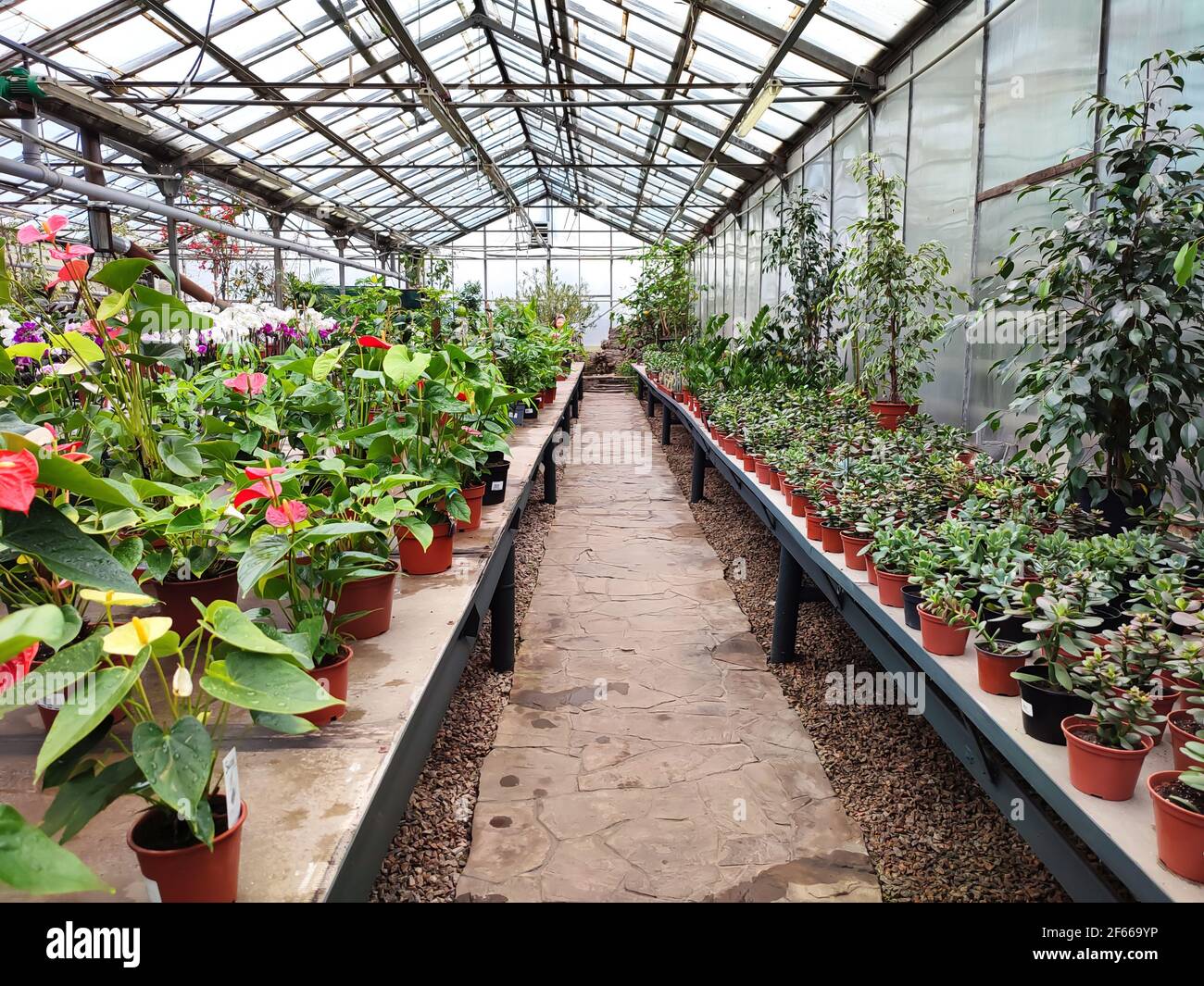 Greenhouse or glasshouse full of colorful flowers and plants Stock Photo -  Alamy