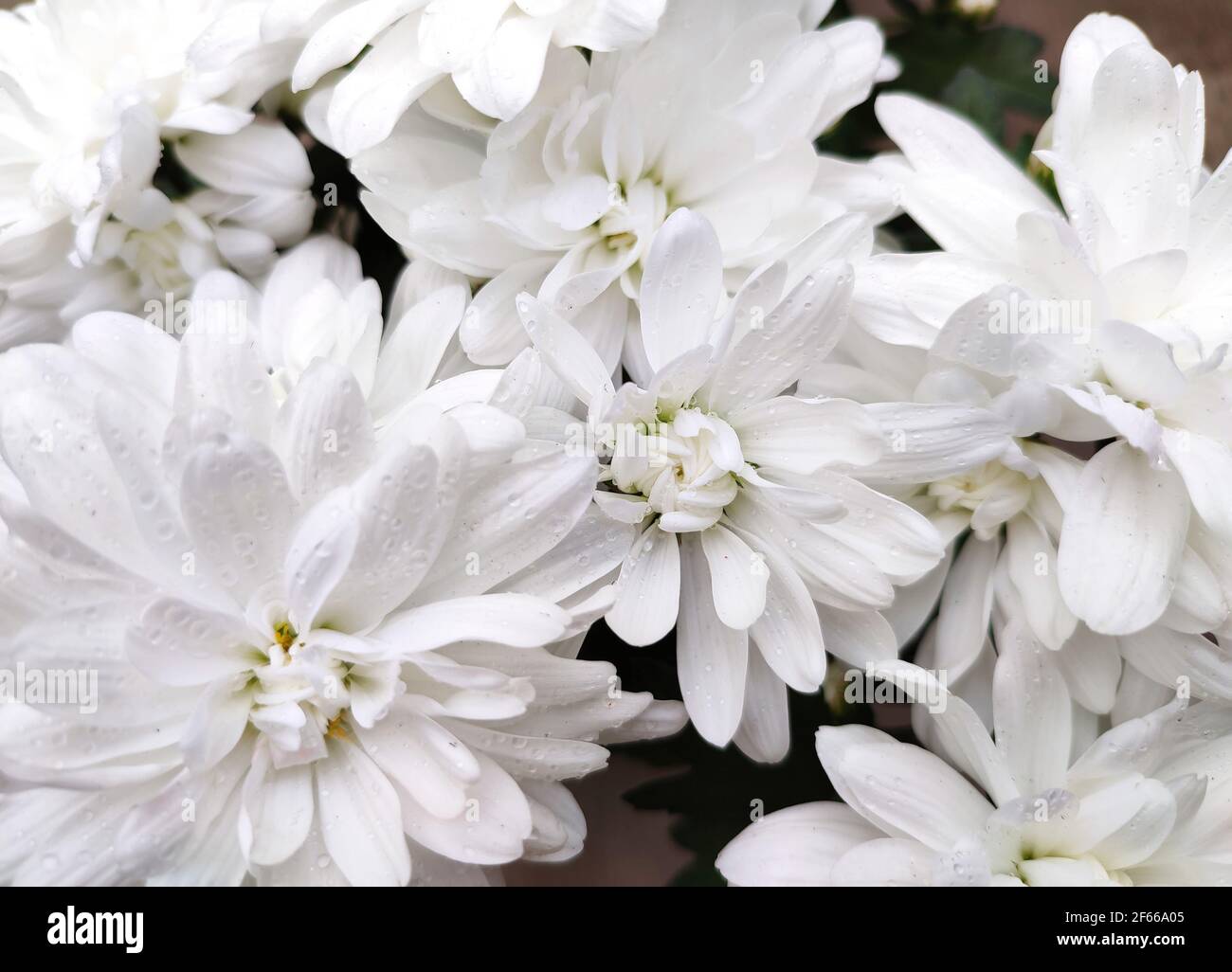 White chrysanthemum flowers bloom in flower garden or greenhouse