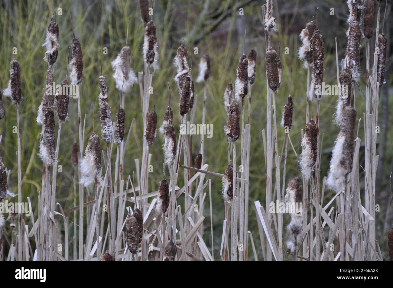 Fuzzy cattails in marsh Stock Photo