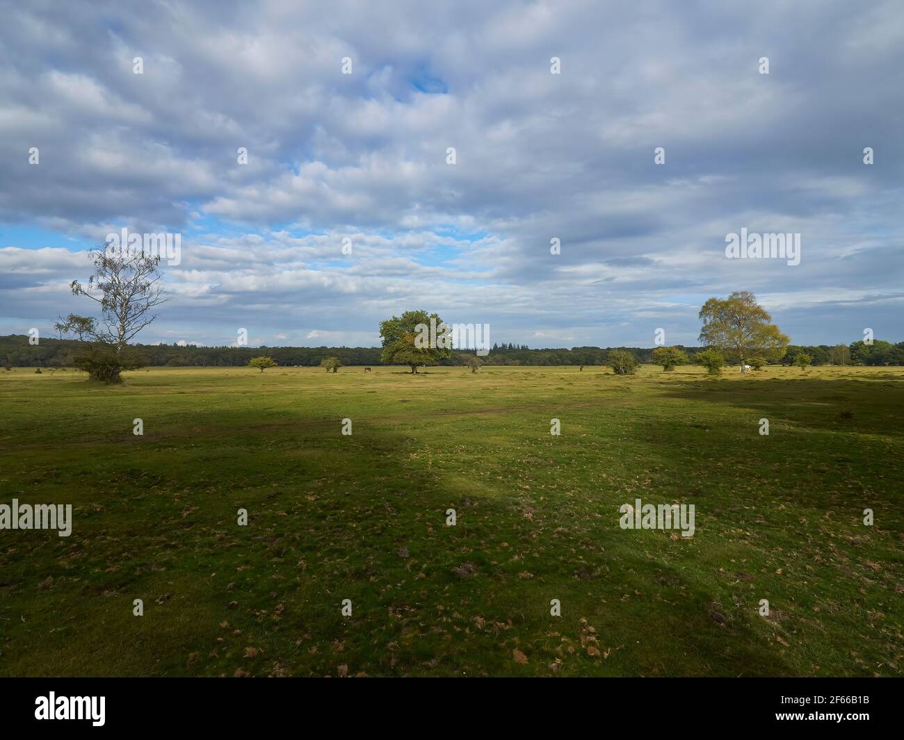 An expansive view of a field with three symmetrical, mature trees, autumn leaves and cloud shadows from the bright sunlight. Overhead hangs a huge sky Stock Photo