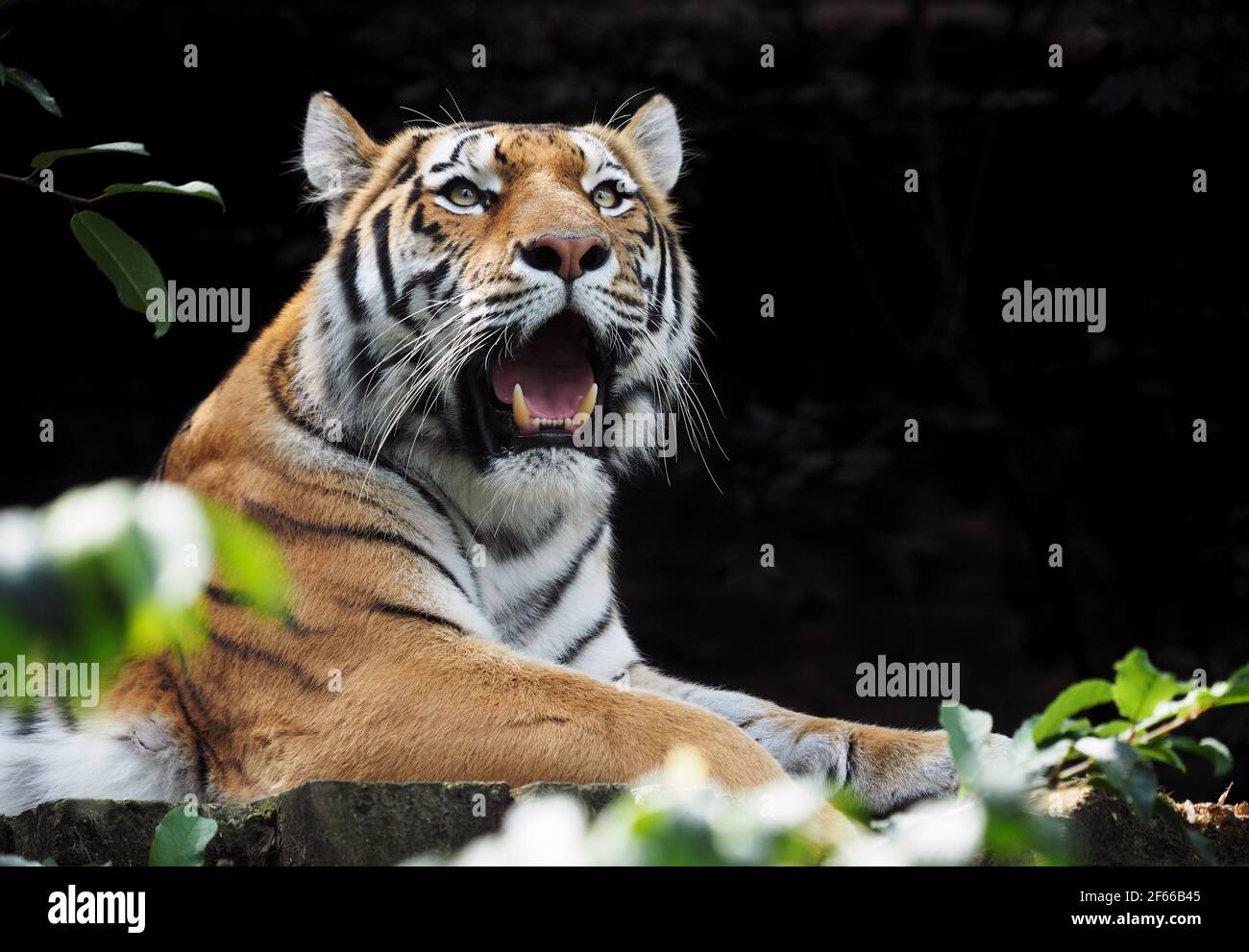 The smallest subspecies of tiger, tiger Sumatran (panthera tigris sumatrae) in the Prague Zoo Stock Photo