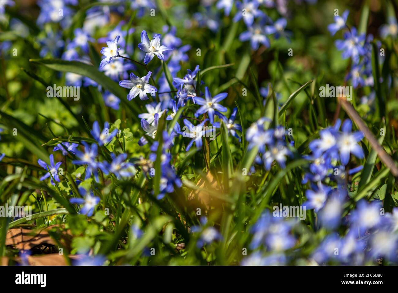 Scilla section Chionodoxa, known as glory-of-the-snow, is a small group of bulbous perennial flowering plants and flowers normally during March and Ap Stock Photo