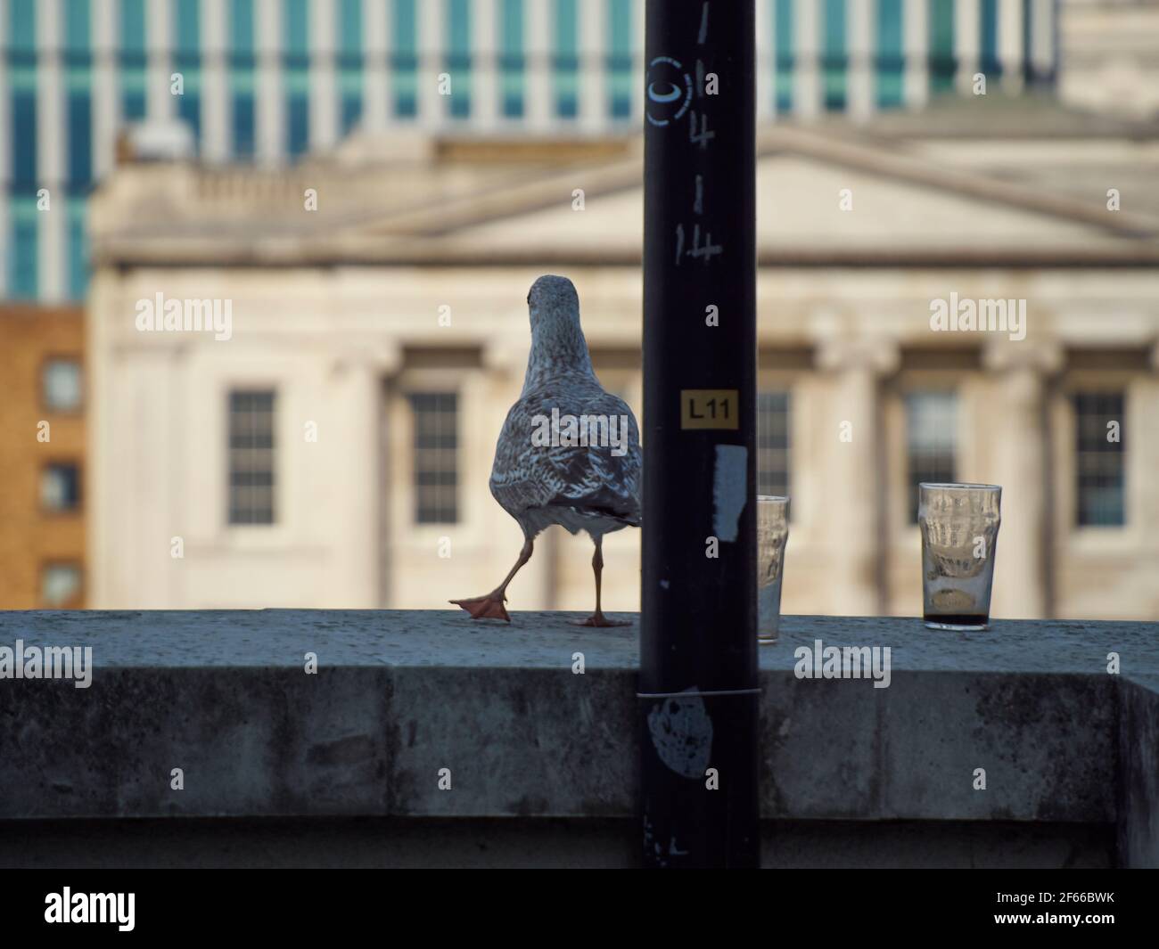 A gull next to two pint glasses, caught as it moves. It appear as though the gull is dancing around the lamp post, perhaps after emptying the glasses. Stock Photo