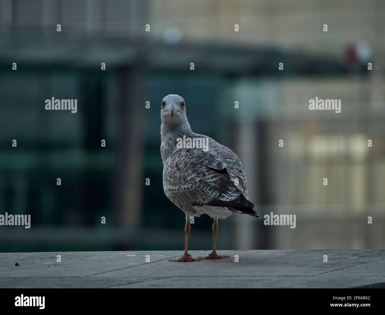 A gull looks over its shoulder, directly at the camera with, an aggressive and intimidating glare, ahead of a defocused background of London buildings Stock Photo