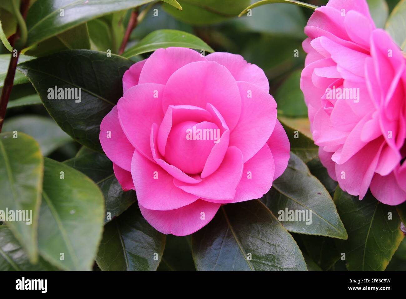 Pink gardenia hi-res stock photography and images - Alamy