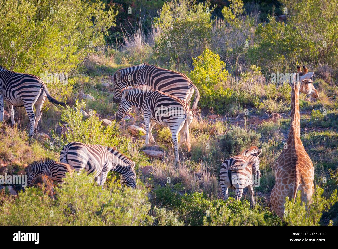 South african zebras giraffe hi res stock photography and images Alamy South african zebras giraffe hi res stock photography and images Alamy