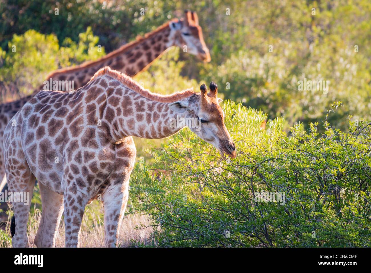 South african giraffes hi-res stock photography and images - Alamy