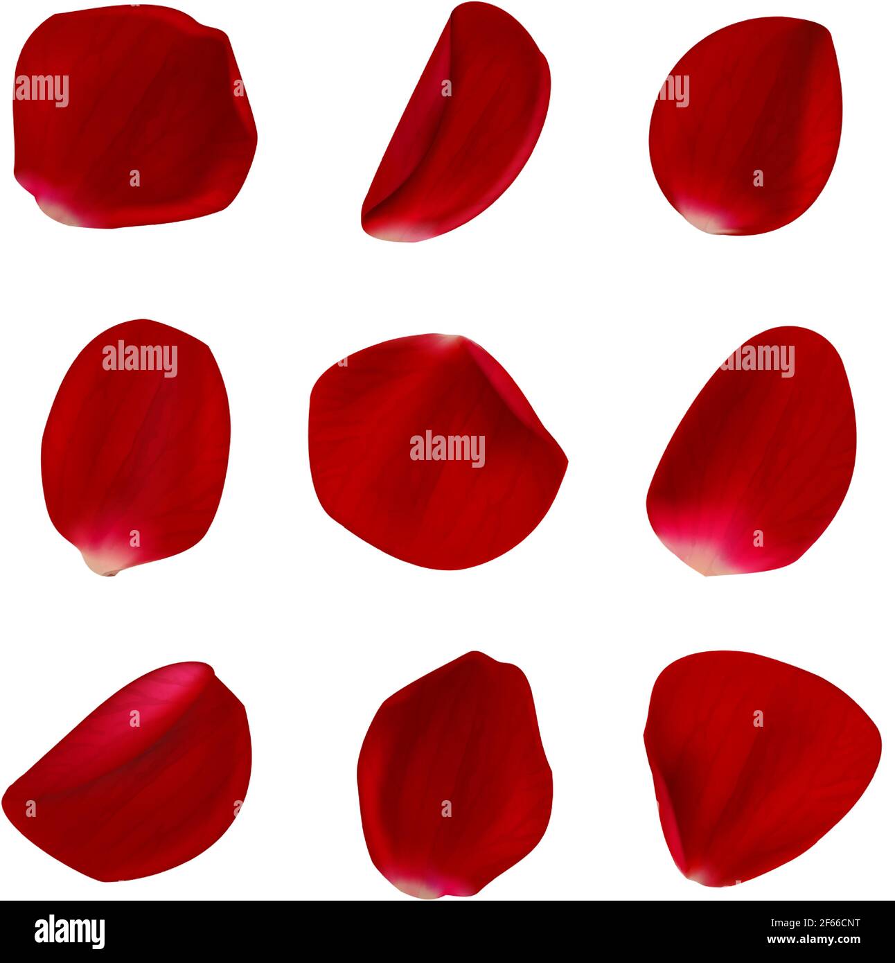 Vector realistic rose petals on white background. Stock Vector
