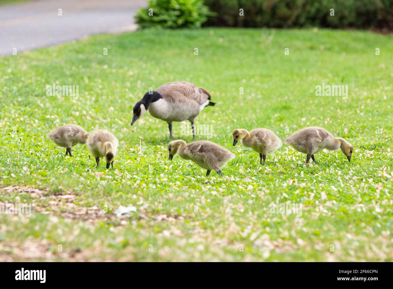 Canada Goose (Branta Canadensis) Stock Photo