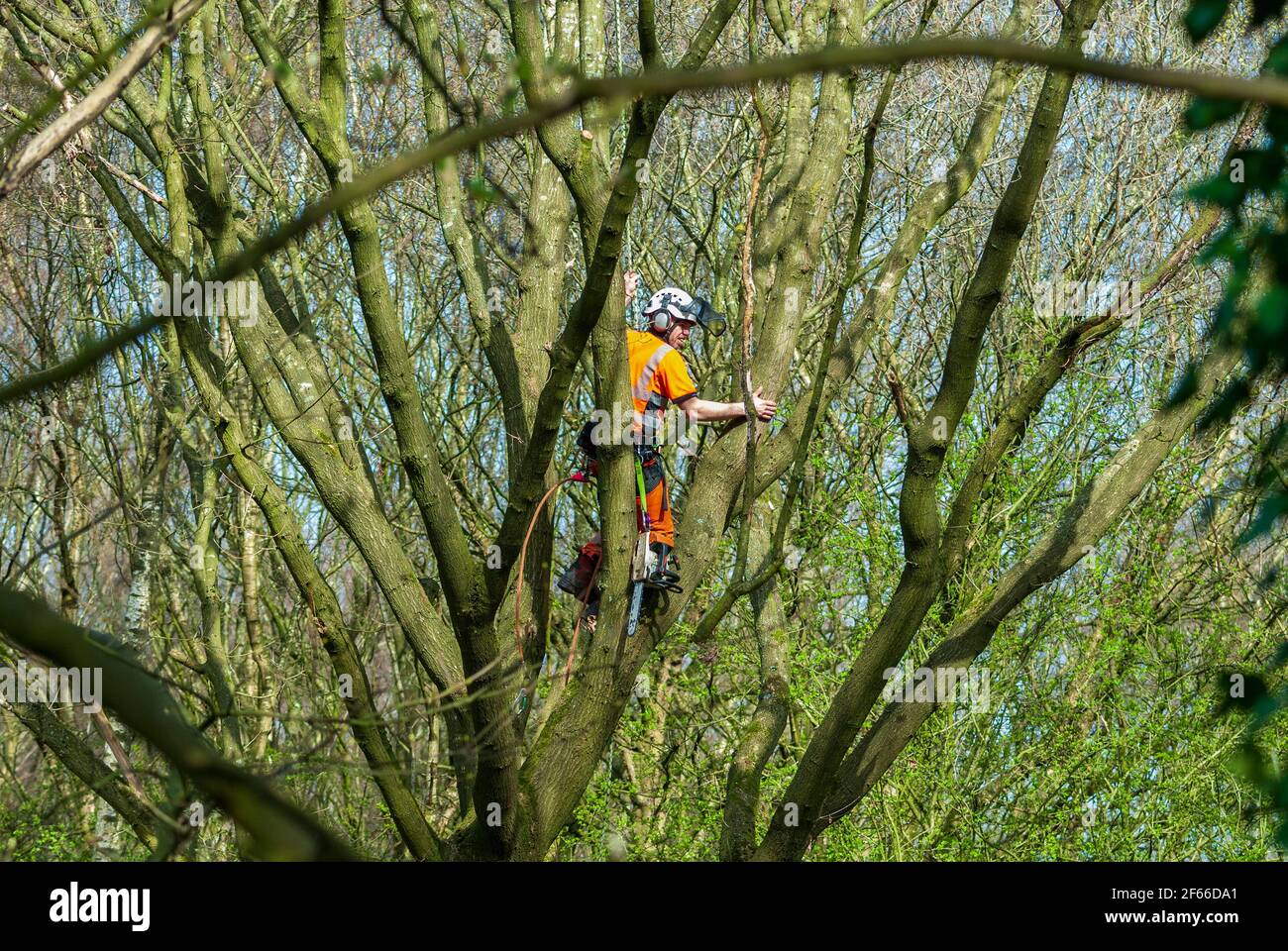 Tree saw hi-res stock photography and images - Alamy