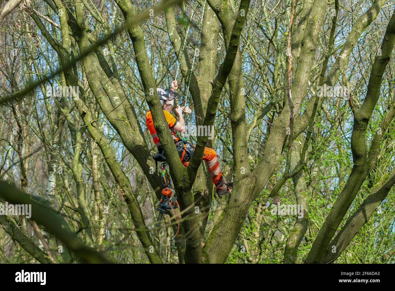 Tree surgeon at work up a tree with chain saw. Stock Photo