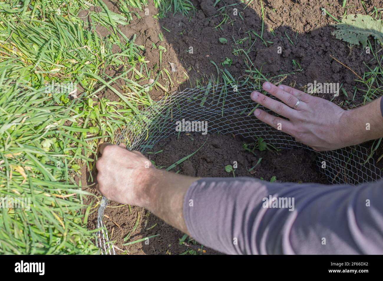 In the hole for planting a fruit tree, the man inserts a reinforced metal mesh to protect its roots from moles. Stock Photo