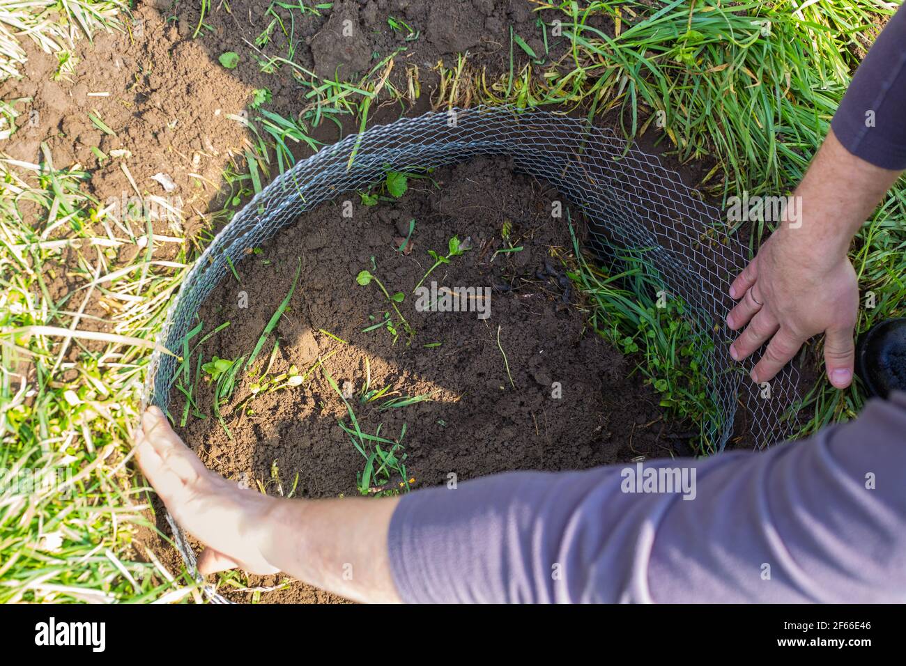 In the hole for planting a fruit tree, the man inserts a reinforced metal mesh to protect its roots from moles. Stock Photo