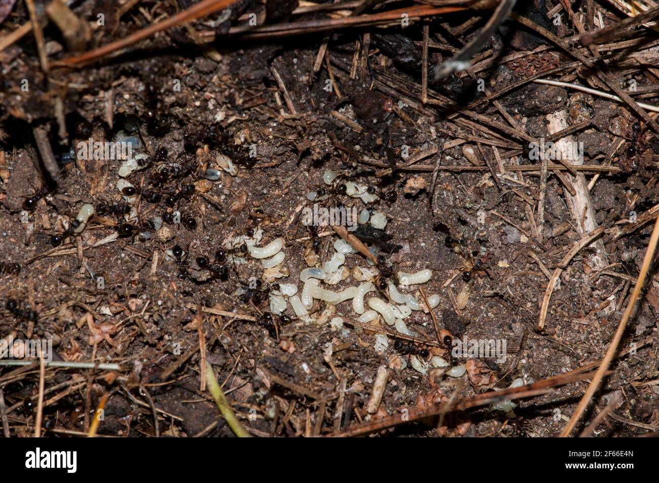 Vadnais Heights, Minnesota. John H. Allison forest. Colony of black ants tending to larvae with some hatching. Stock Photo