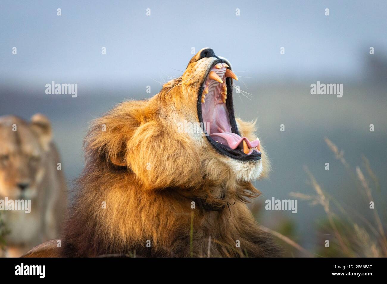 The Lion's Roar - Facing Your Fears