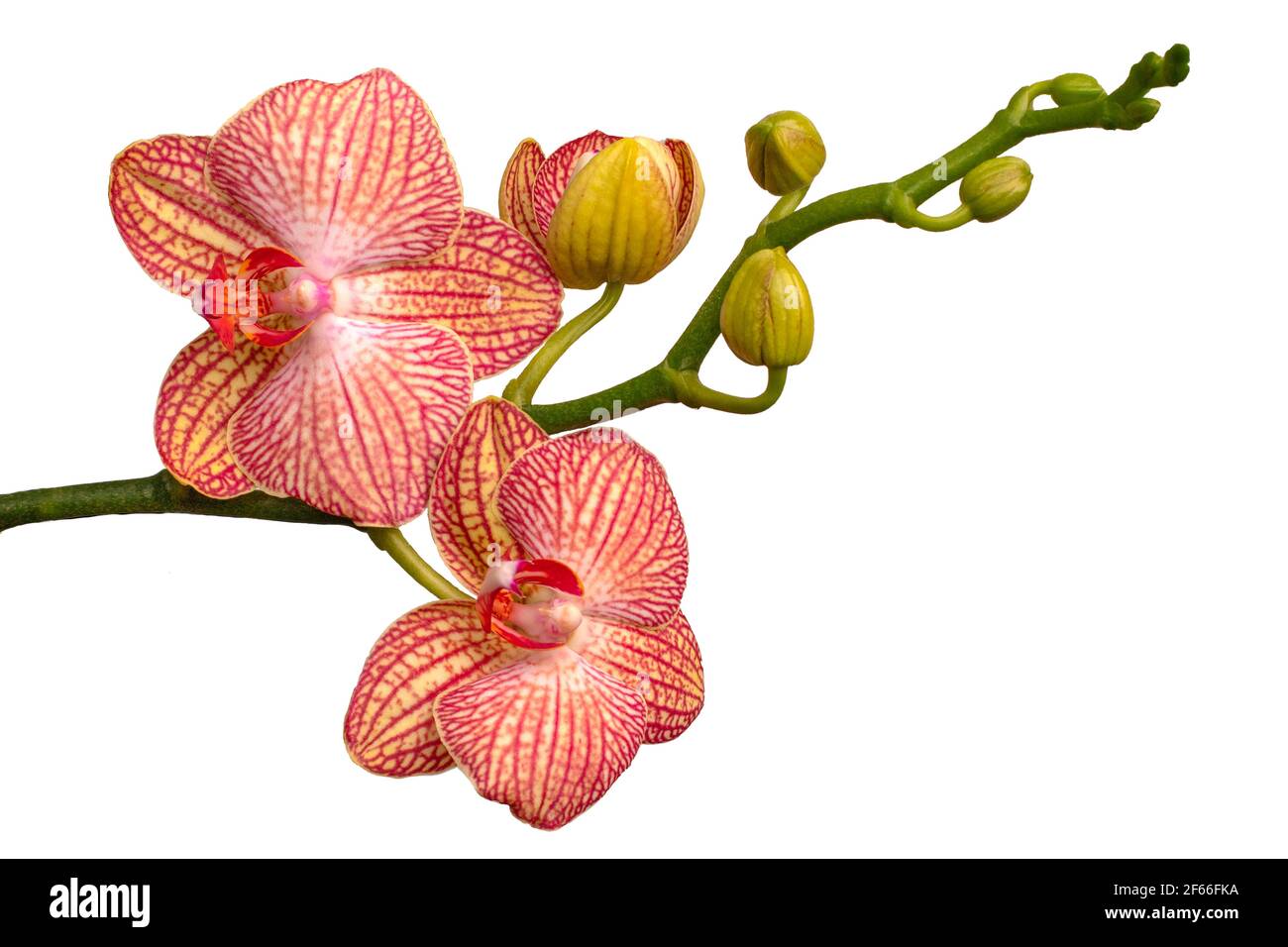 A close up of a flower.Orchid isolate on a white background. Phalaenopsis.Pink-yellow orchid horizontal Stock Photo