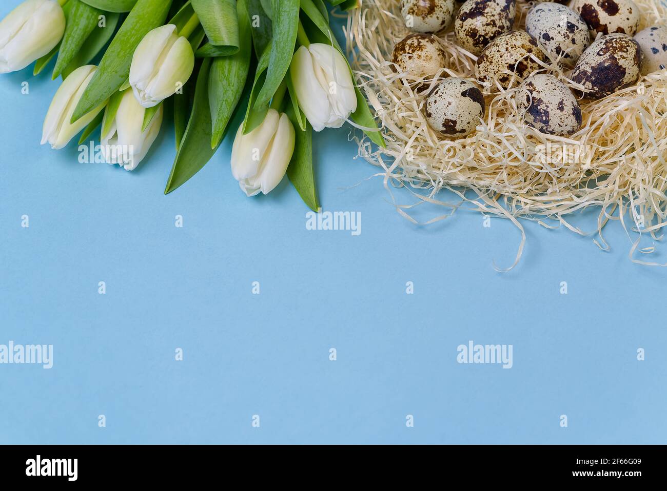 Easter background with quail eggs and white tulips Stock Photo - Alamy