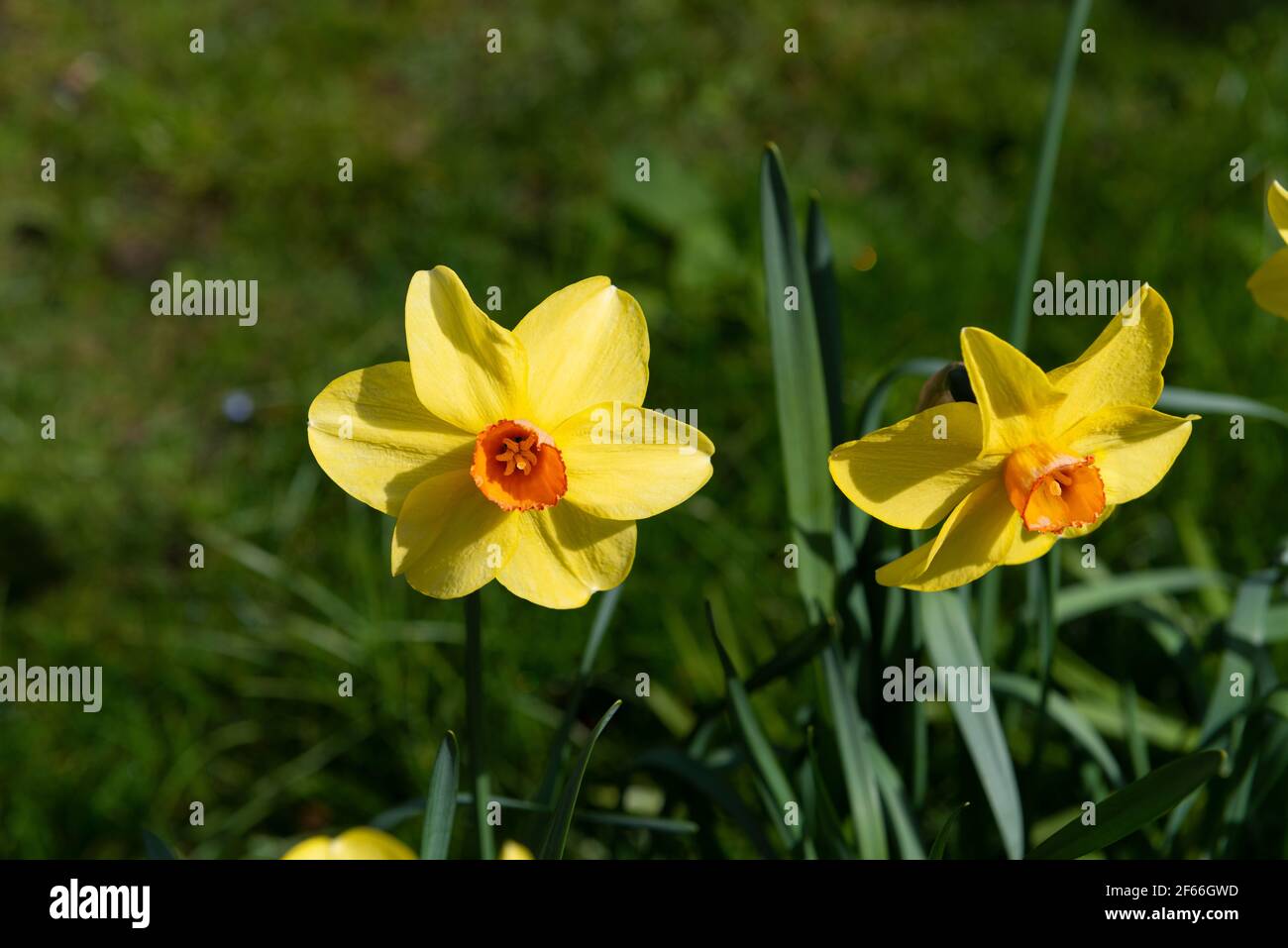 Two narcissi flowering in spring (2021) in english garden, Berkshire, England, UK Stock Photo