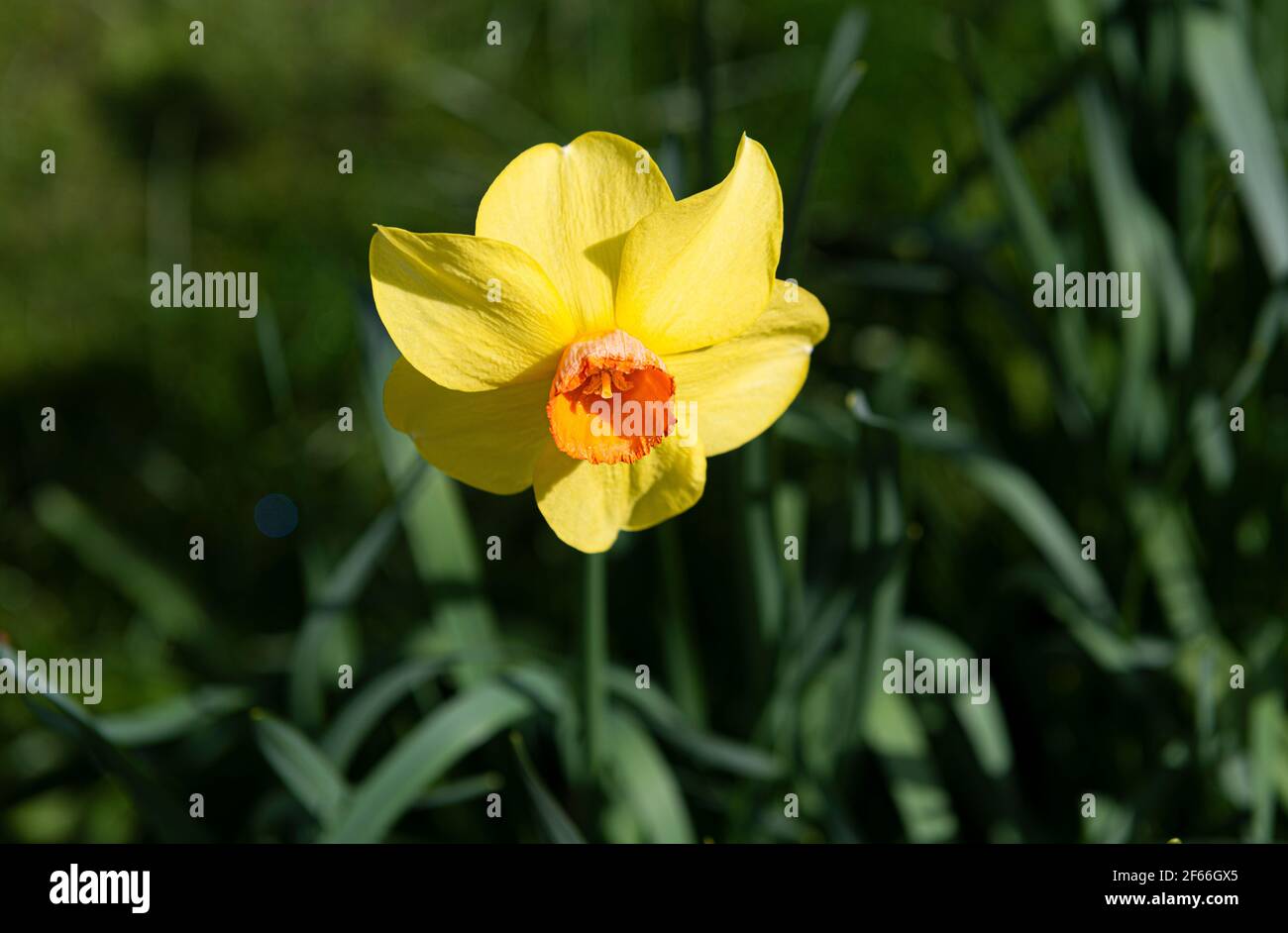 Single Narcissi flowering in English spring garden (2021) Berkshire, England, UK Stock Photo