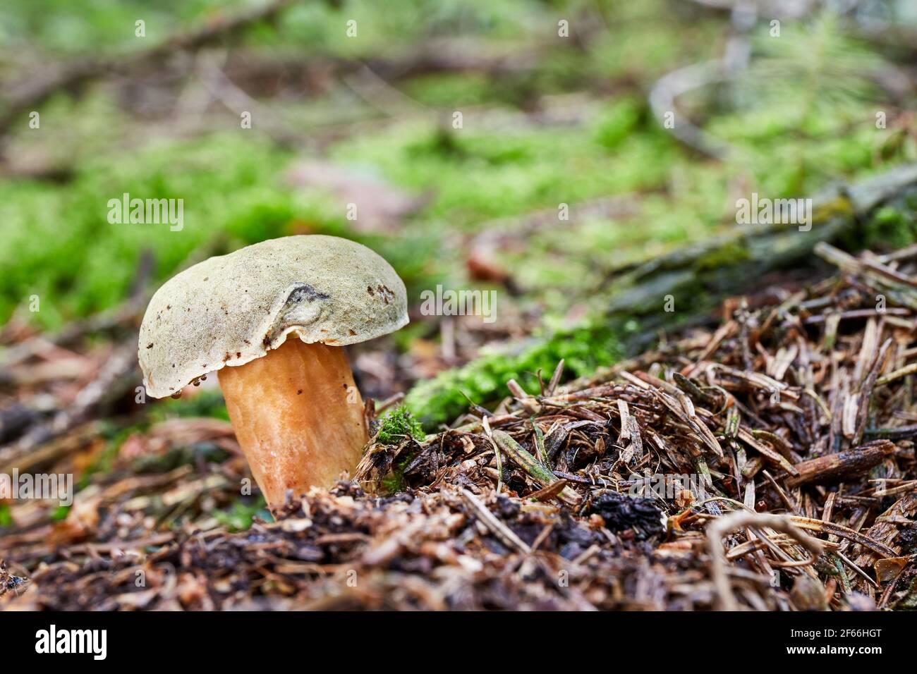 Xerocomus subtomentosus - edible mushroom. Fungus in the natural environment. English: suede bolete, brown and yellow bolet, boring brown bolete or ye Stock Photo