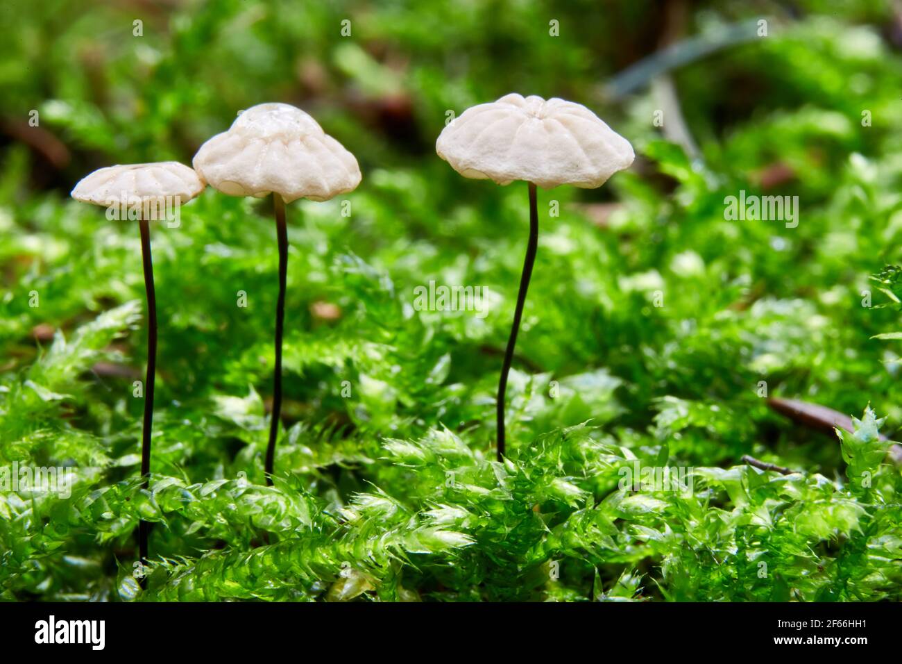Marasmius rotula. Fungus in the natural environment. English: pinwheel mushroom, the pinwheel marasmius, the little wheel, the collared parachute, the Stock Photo