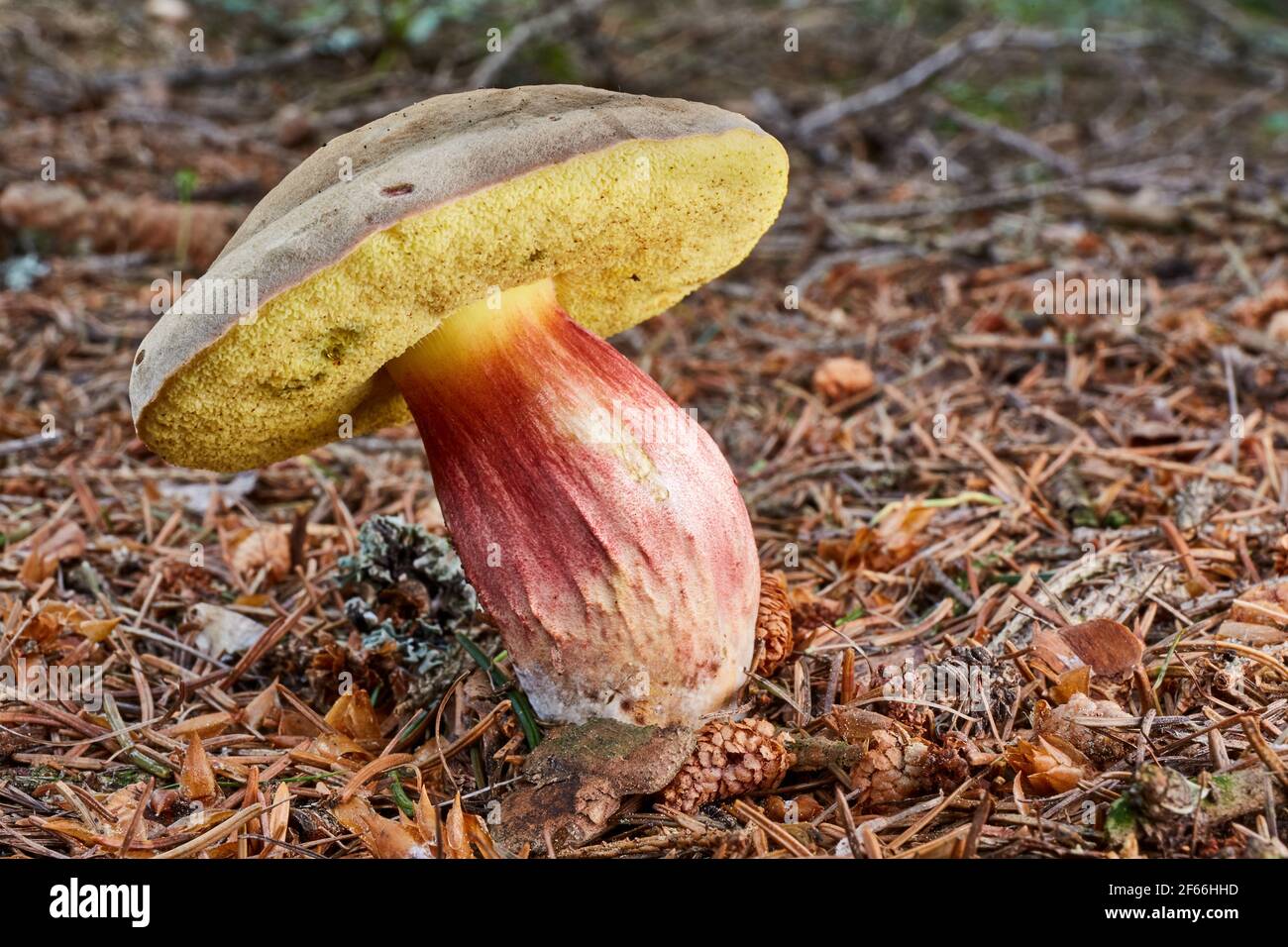 Xerocomellus chrysenteron, known as Boletus chrysenteron or Xerocomus