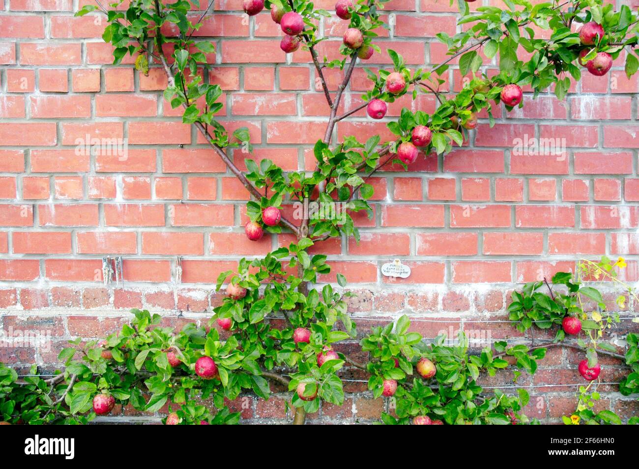 Walled Garden Espalier Apple Tree Stock Photo Alamy