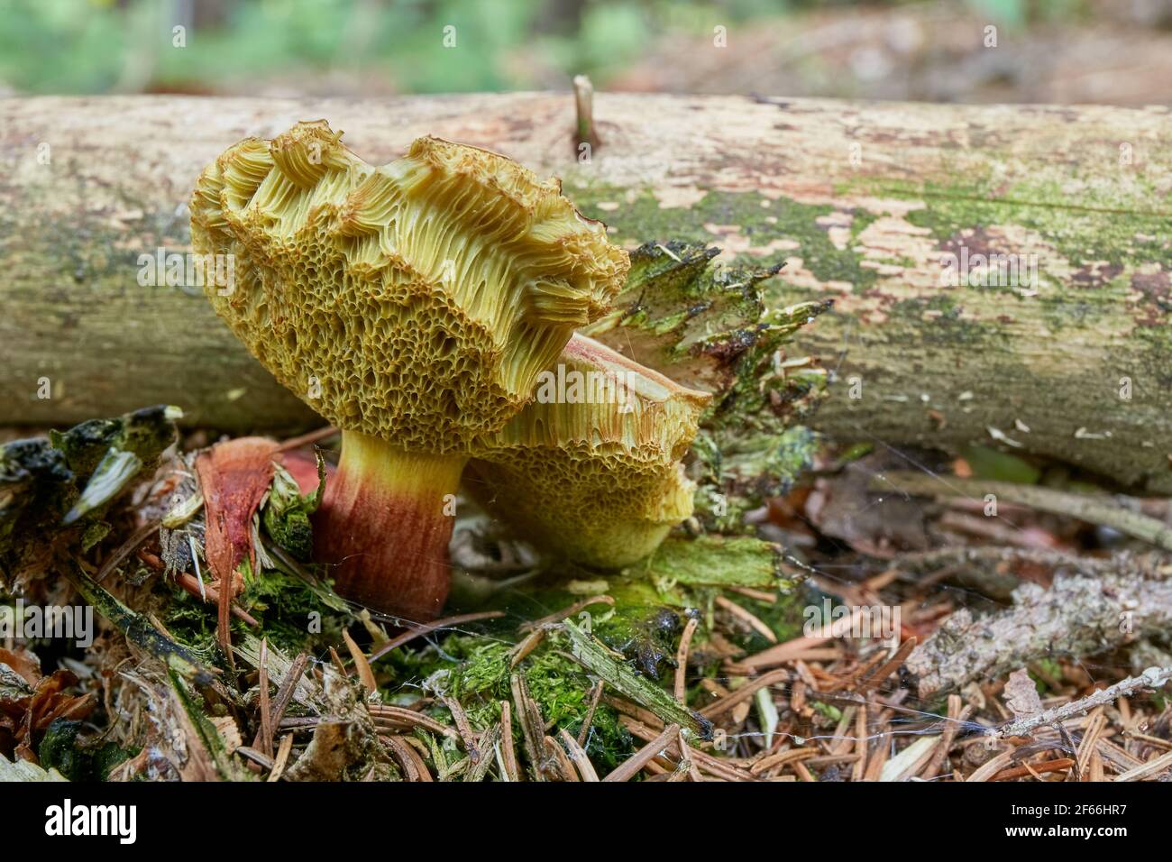 chrysenteron, known as Boletus chrysenteron or